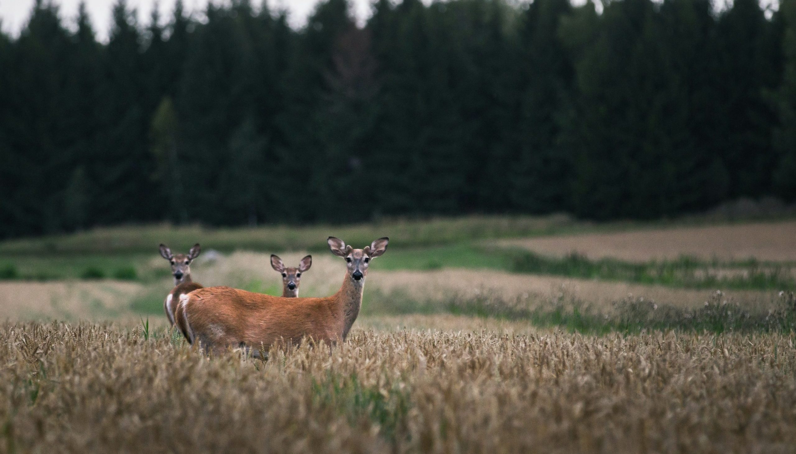 Venison Processing | Quality gear for every step of the process